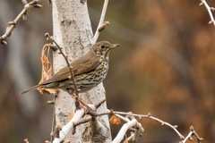 Turdus philomelos