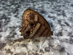 Magneuptychia