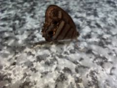 Magneuptychia
