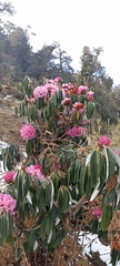 Rhododendron arboreum