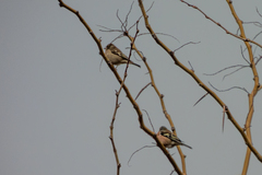Fringilla coelebs