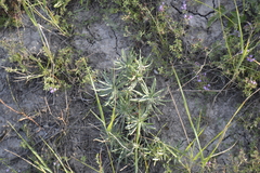 Onosma simplicissima