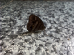 Magneuptychia