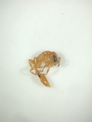 Pseudomyrmex simplex