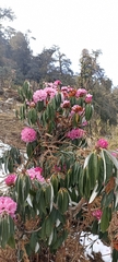 Rhododendron arboreum
