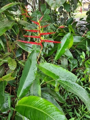 Heliconia acuminata