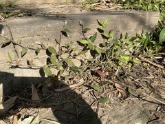 Oplismenus compositus