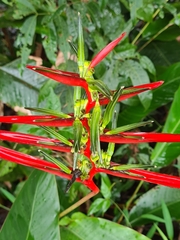 Heliconia acuminata