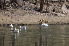 Anser anser domesticus