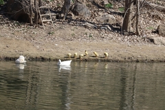 Anser anser domesticus