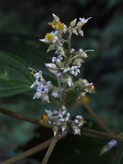 Miconia subseriata