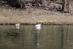 Anser anser domesticus