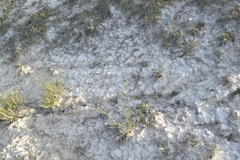 Cephalaria uralensis