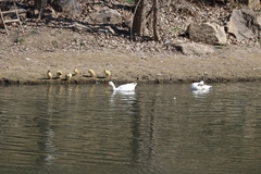 Anser anser domesticus