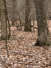 Aleurodiscus oakesii