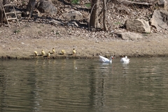 Anser anser domesticus