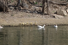 Anser anser domesticus