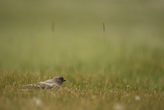 Linaria flavirostris