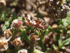 Pephricus