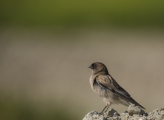 Leucosticte brandti