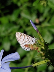 Leptotes cassius