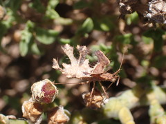 Pephricus