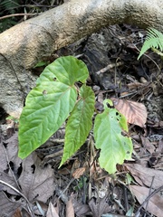 Begonia longifolia