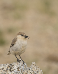 Pseudopodoces humilis