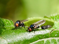 Neosilba