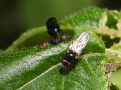 Neosilba