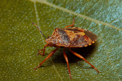 Podisus placidus