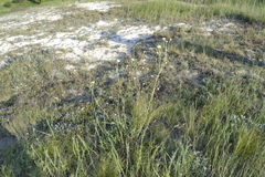 Cephalaria uralensis