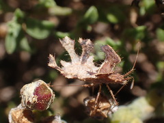 Pephricus