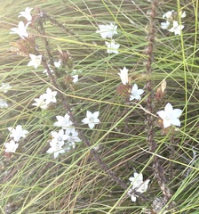 Roella amplexicaulis