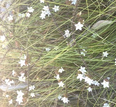 Roella amplexicaulis