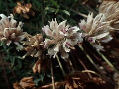 Trifolium dasyphyllum