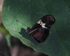 Heliconius hortense