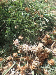 Trifolium dasyphyllum