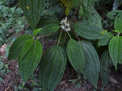 Miconia subseriata