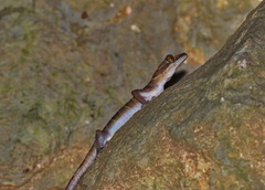 Cyrtodactylus astrum