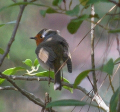 Erithacus rubecula superbus