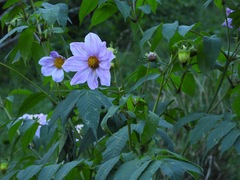 Dahlia imperialis