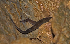 Cyrtodactylus astrum