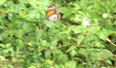 Danaus melanippus hegesippus