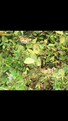 Danaus melanippus hegesippus