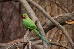 Psittacula krameri