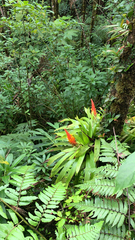 Guzmania berteroniana