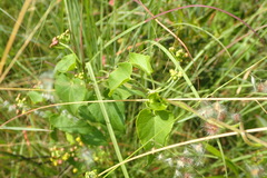 Pentarrhinum insipidum