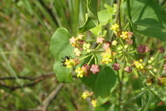 Pentarrhinum insipidum