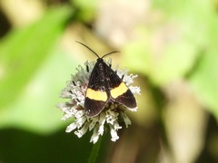 Aclytia heber